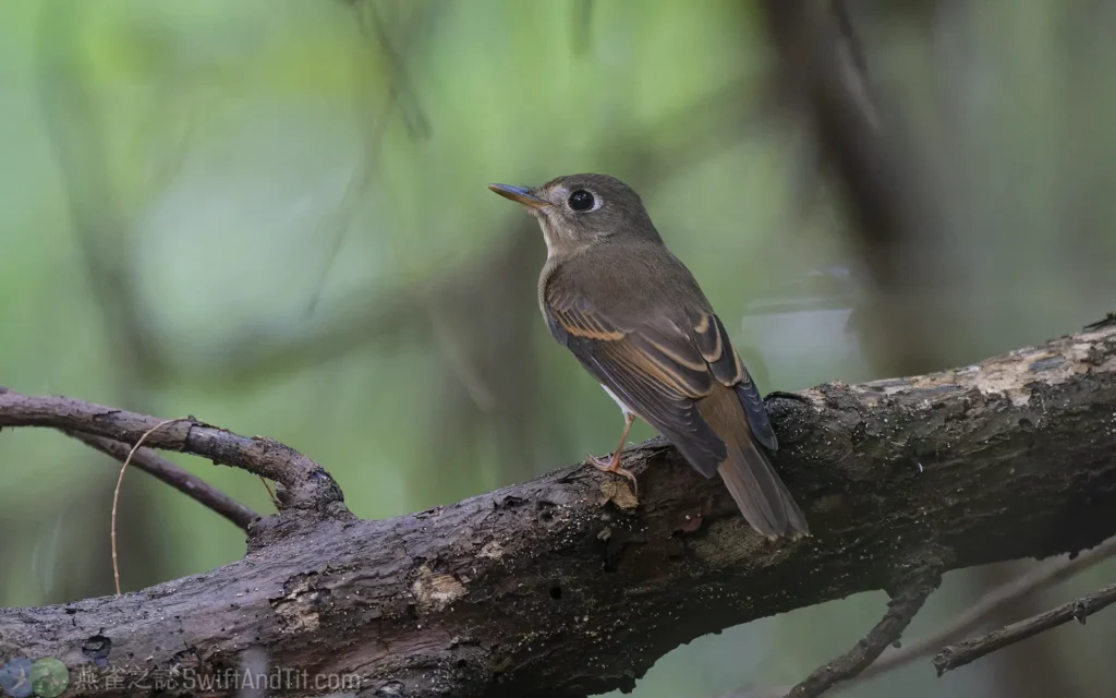 褐胸鶲 Brown-breasted Flycatcher