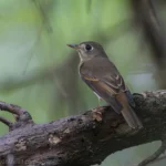 褐胸鶲 Brown-breasted Flycatcher