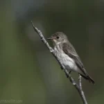 灰斑鶲 Grey-streaked Flycatcher