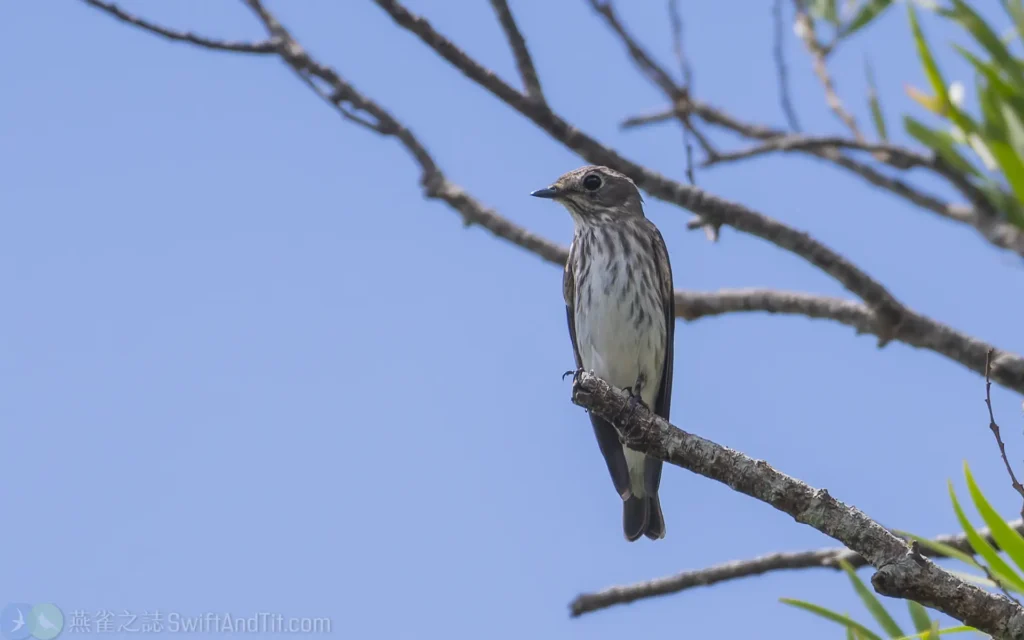 灰斑鶲 Grey-streaked Flycatcher