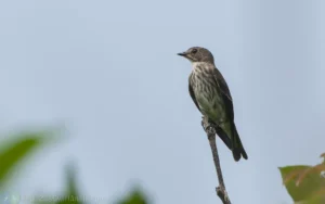 灰斑鶲 Grey-streaked Flycatcher