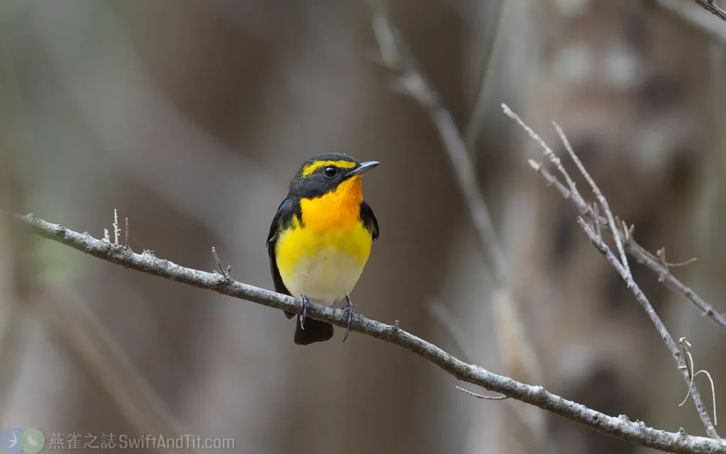 黃眉黃鶲 Narcissus Flycatcher