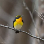 黃眉黃鶲 Narcissus Flycatcher