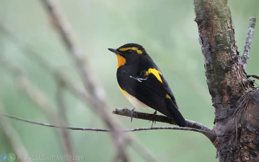 黃眉黃鶲 Narcissus Flycatcher