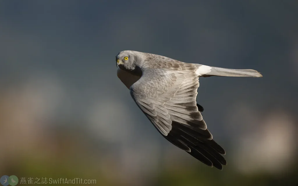 灰澤鵟 Hen Harrier 雄成鳥 Male Adult