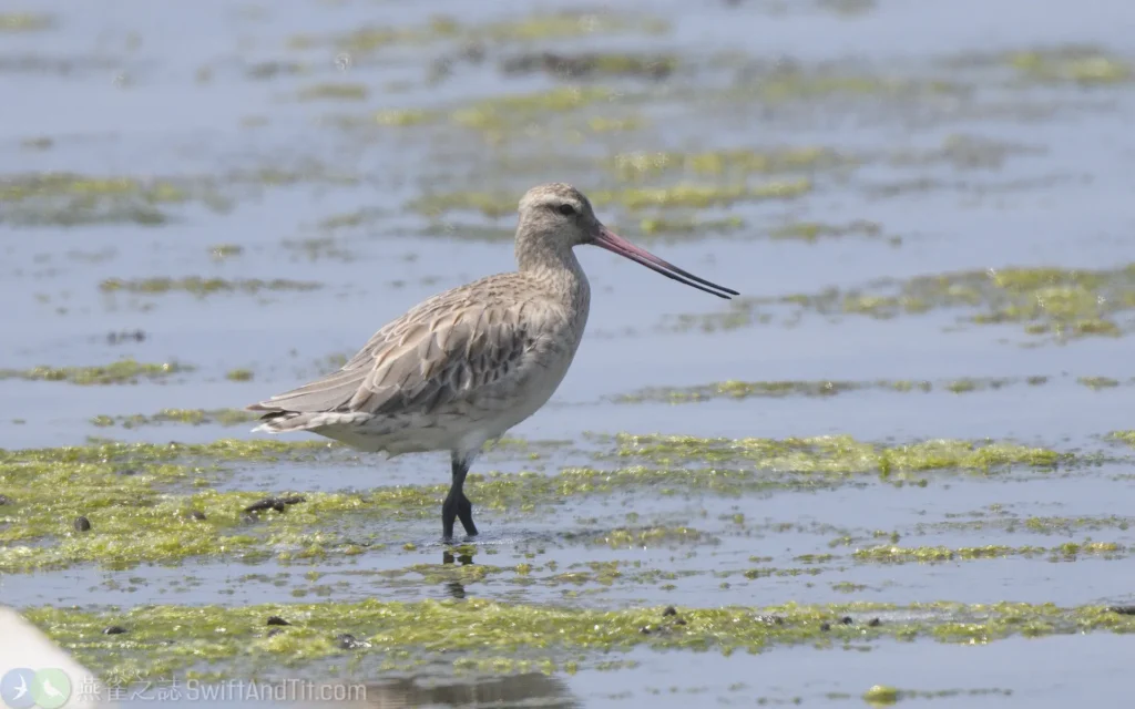 斑尾鷸 Bar-tailed Godwit 非繁殖羽