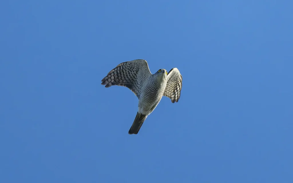 日本松雀鷹 雌成鳥 Japanese Sparrowhawk Female