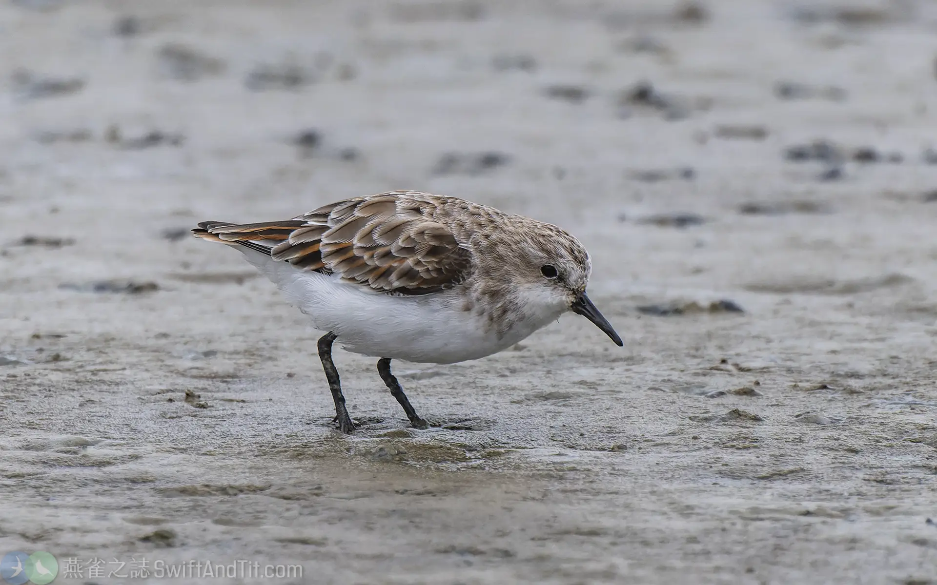 小濱鷸 Little Stint 換羽中