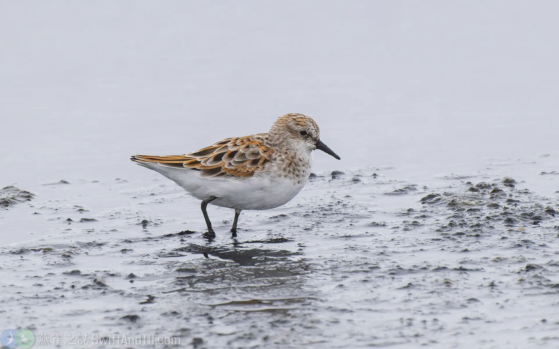 小濱鷸 Little Stint 繁殖羽 Breeding Plumage