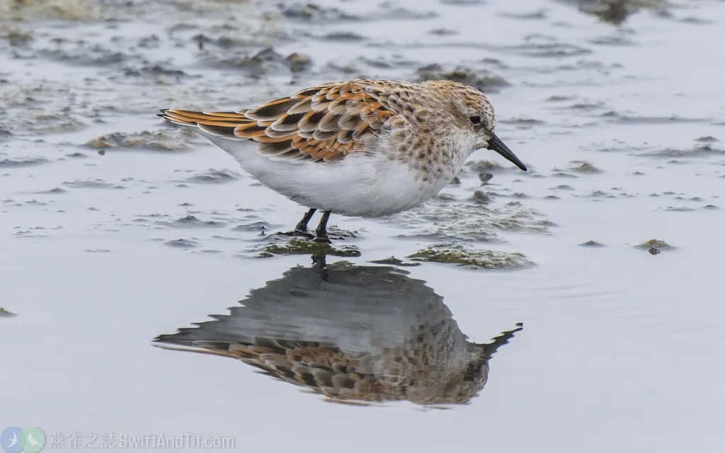 小濱鷸 Little Stint 繁殖羽 Breeding Plumage