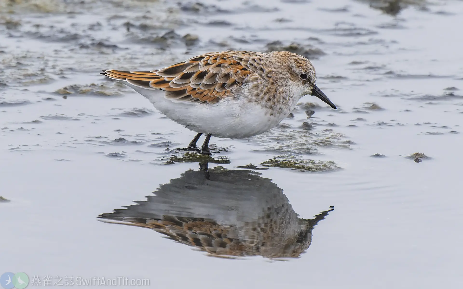 小濱鷸 Little Stint 繁殖羽 Breeding Plumage