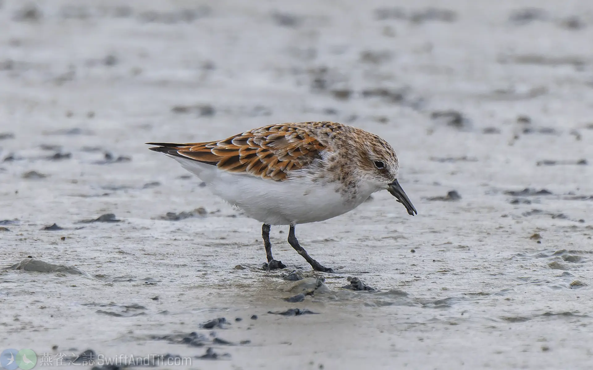 小濱鷸 Little Stint 換羽中
