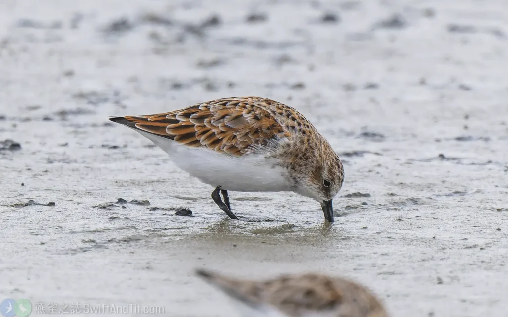 小濱鷸 Little Stint 繁殖羽 Breeding Plumage