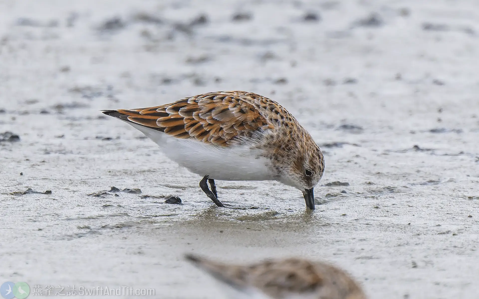 小濱鷸 Little Stint 繁殖羽 Breeding Plumage