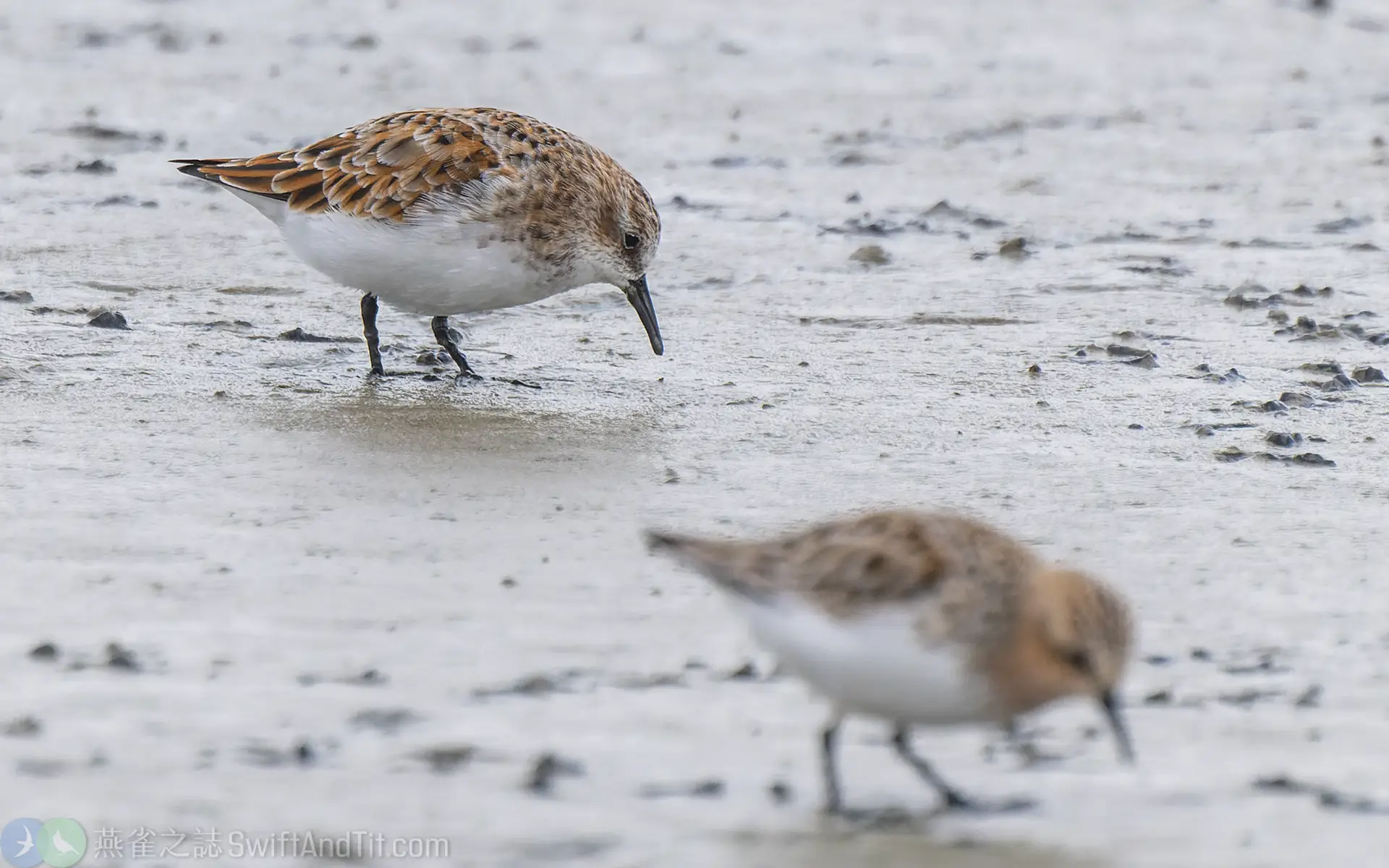 小濱鷸 Little Stint 繁殖羽 Breeding Plumage