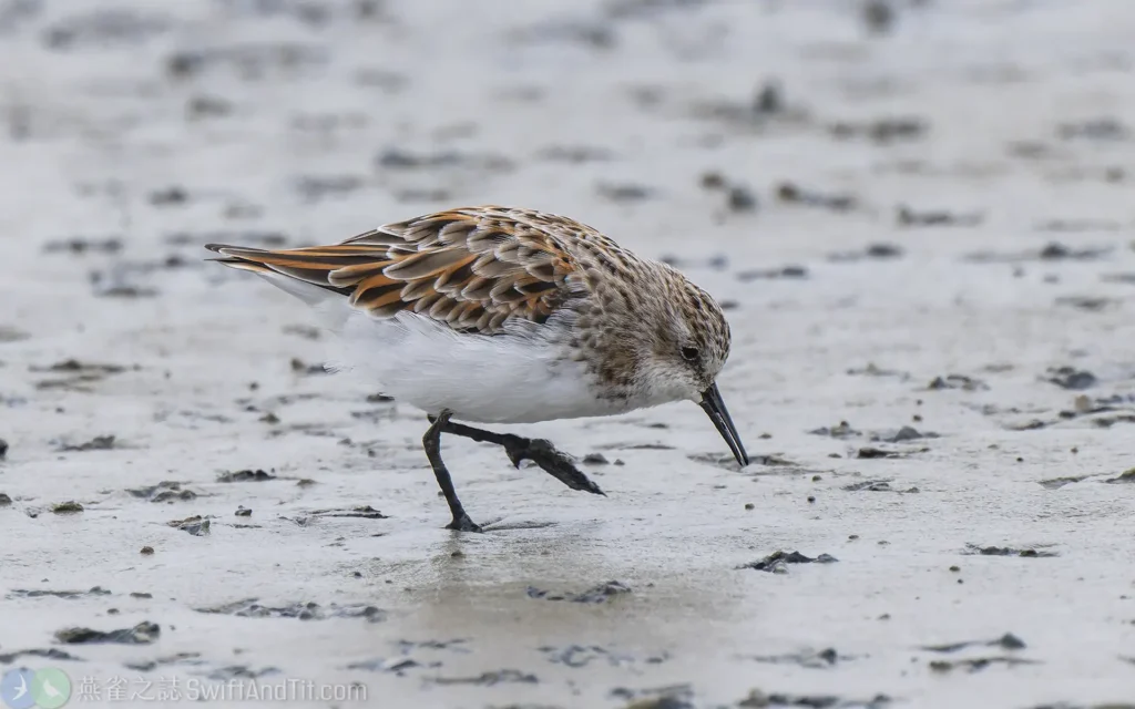 小濱鷸 Little Stint 換羽中