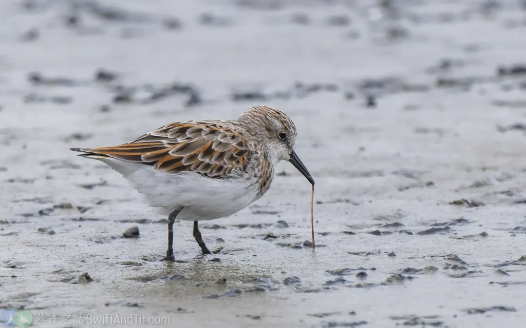 小濱鷸 Little Stint 換羽中