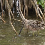 長嘴半蹼鷸 Long-billed Dowitcher 繁殖羽 Breeding Plumage