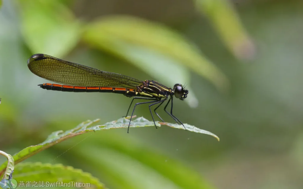朱環鼓蟌 (雄蟲) Rhinocypha taiwana (male)