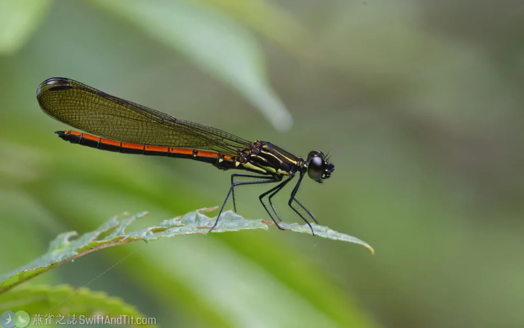 朱環鼓蟌 (雄蟲) Rhinocypha taiwana (male)