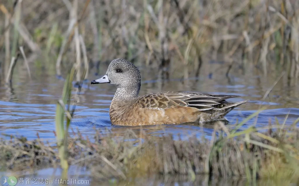 葡萄胸鴨 American Wigeon 雌鳥 Female