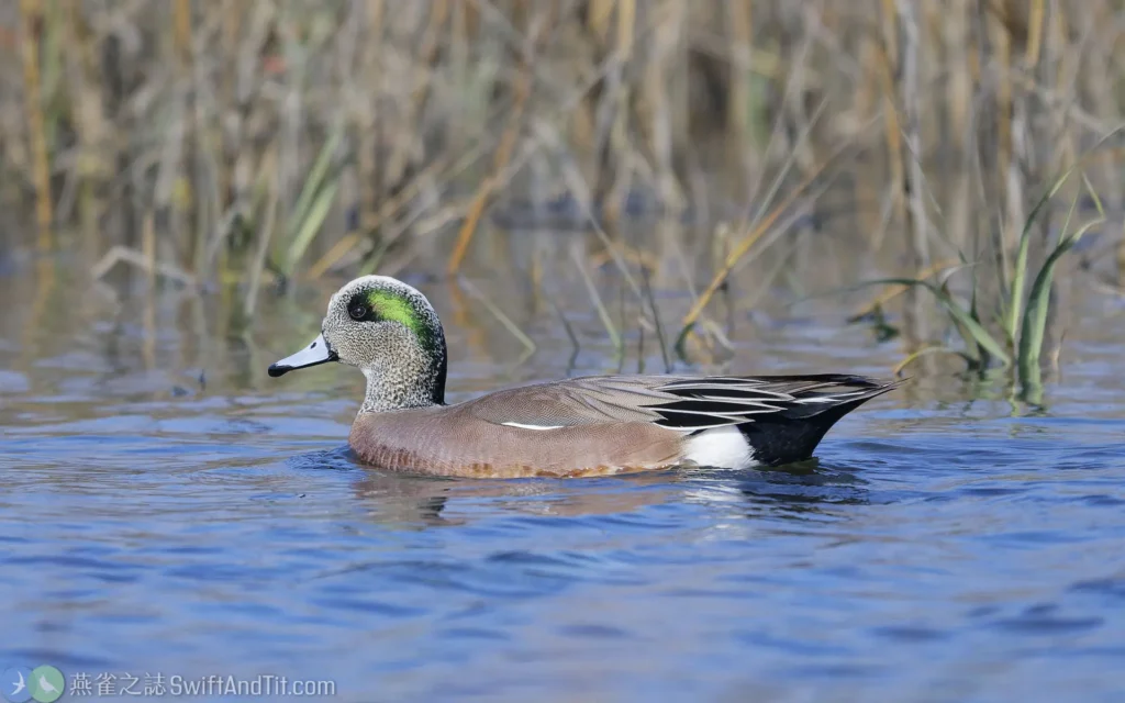 葡萄胸鴨 American Wigeon 雄鳥 Male