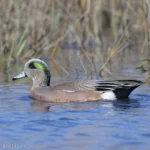 葡萄胸鴨 American Wigeon 雄鳥 Male