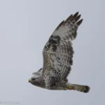 毛足鵟 成鳥 Rough-legged Hawk (Adult)