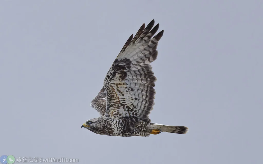 毛足鵟 成鳥 Rough-legged Hawk (Adult)