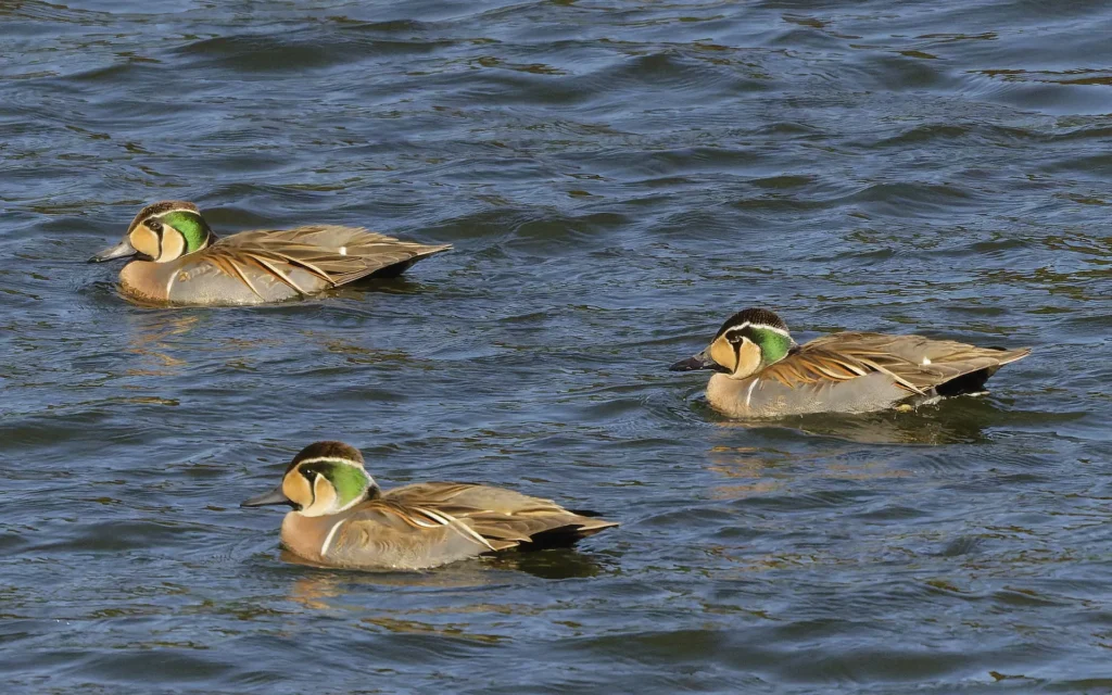 巴鴨 Baikal Teal 雄鳥 Male